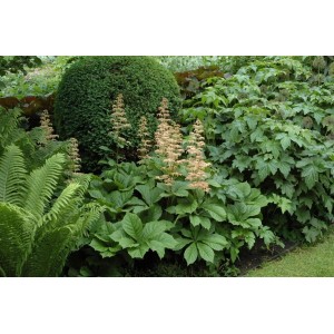 Rodgersia Aesculifolia Schaublatt im Garten, große grüne Blätter und cremefarbene Blütenstände.
