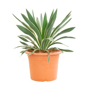 Palmlilie 'Variegata' im Topf, ca. 30 cm hoch. Kübelpflanze mit grün-gelben Blättern.