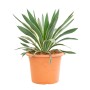 Palmlilie 'Variegata' im Topf, ca. 30 cm hoch. Kübelpflanze mit grün-gelben Blättern.