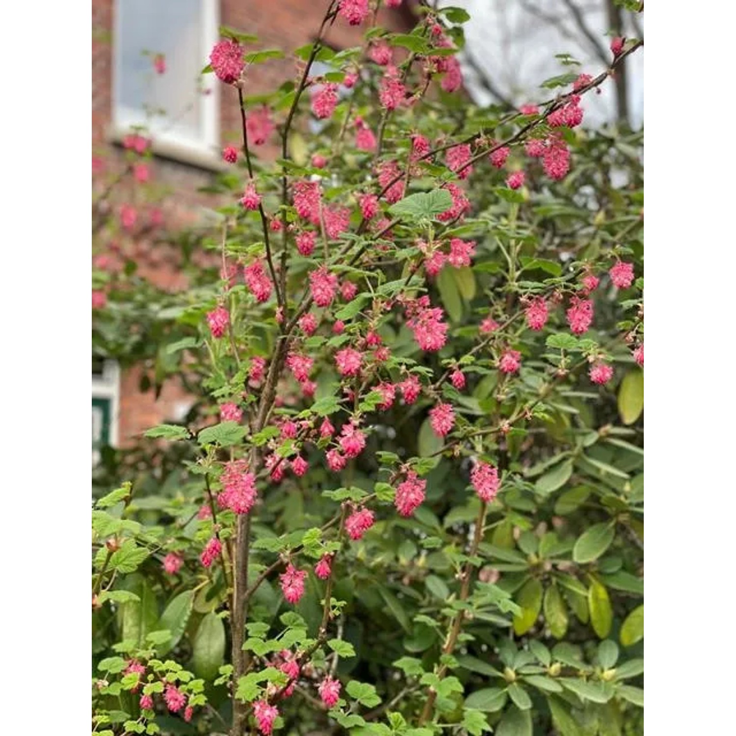 Blühende Blutjohannisbeere (Topfpflanze, 40-60cm) mit roten Blütenrispen im Garten.
