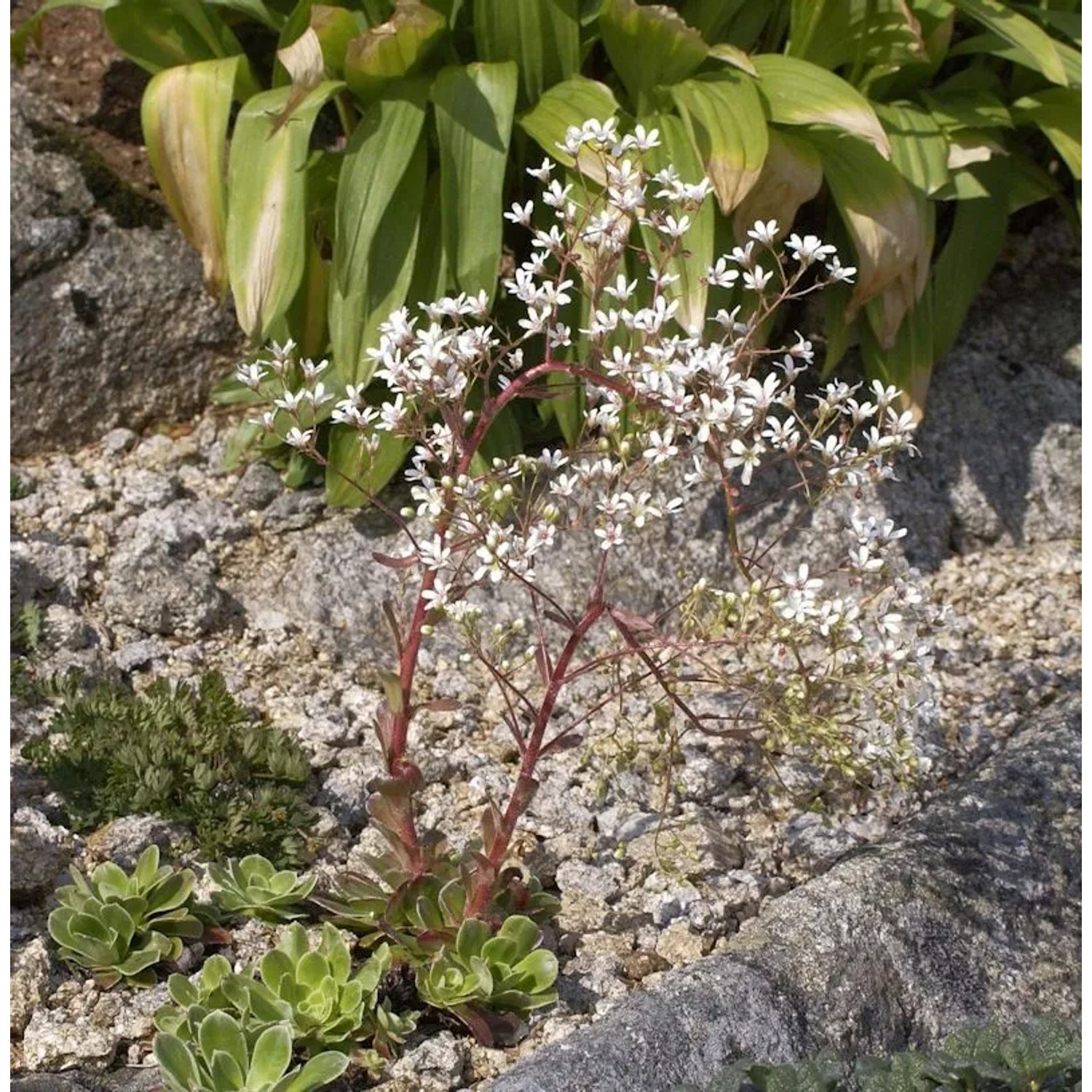 Strauß Steinbrech - Saxifraga cotyledon
