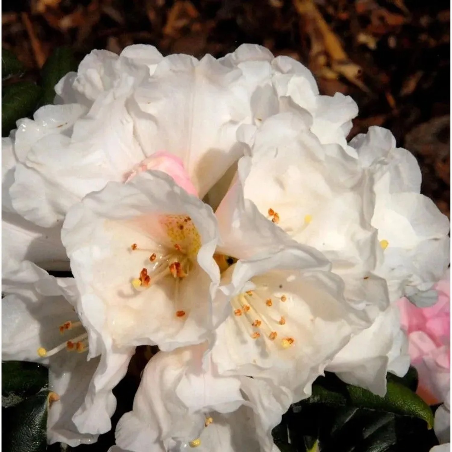 Rhododendron Koichiro Wada 25-30cm - Alpenrose