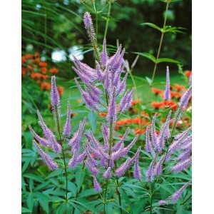 Blühender Virginischer Ehrenpreis 'Fascination' mit violetten Blütenkerzen im Gartenbeet.