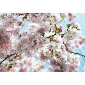 Komar Fototapete Spring: Nahaufnahme von rosa Kirschblüten vor blauem Himmel.