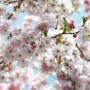 Komar Fototapete Spring: Nahaufnahme von rosa Kirschblüten vor blauem Himmel.