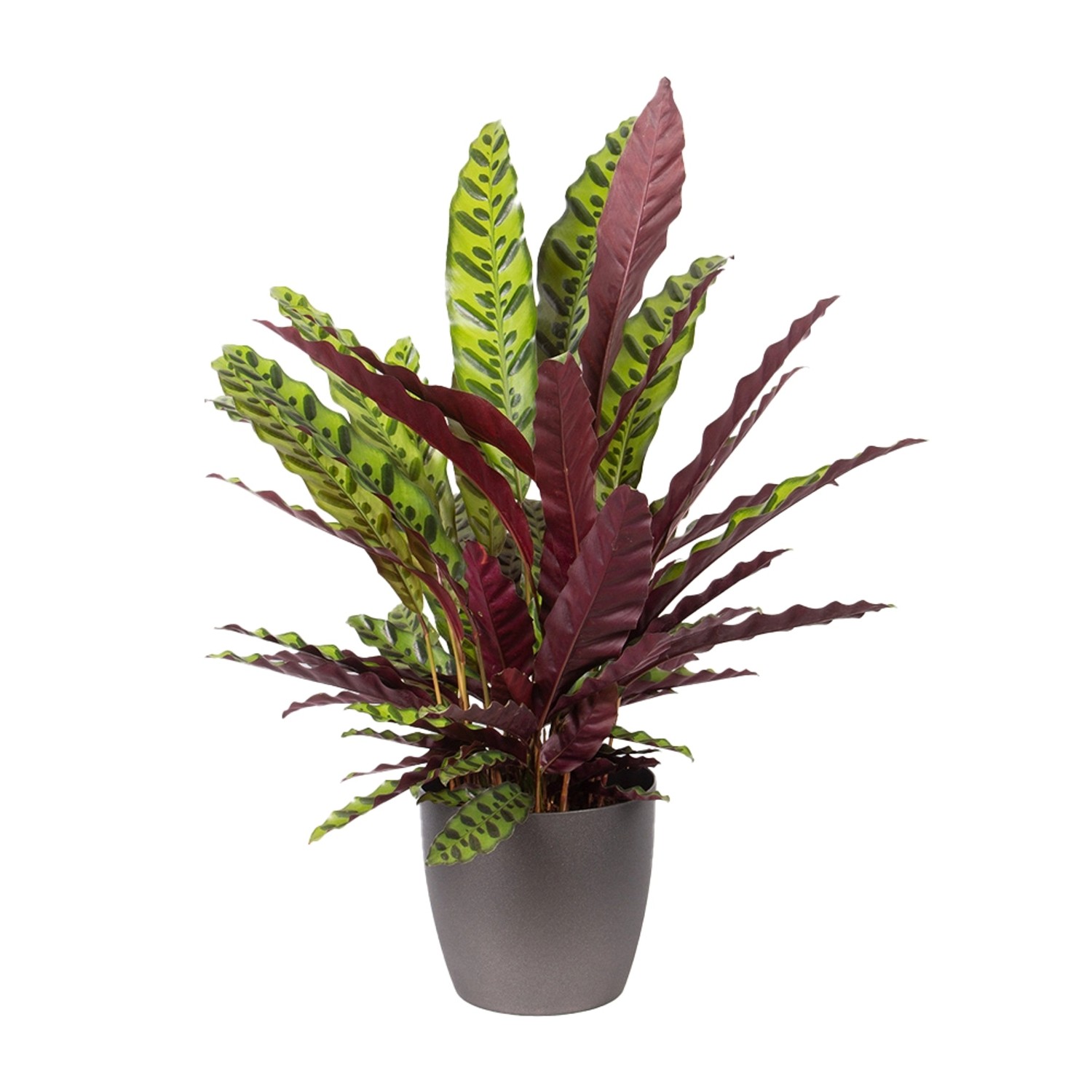 Lanzenblättrige Korbmarante Gratis Topf Zimmerpflanze Höhe ca. 70 cm Topf-ø 17 cm Calathea