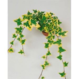 Buschiger Efeu 'Goldchild' mit gelb-grünen Blättern im Topf, 40-60 cm hoch.