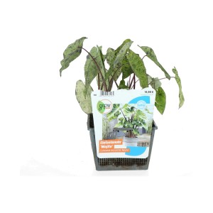 GROW by OBI Elefantenohr 'Mojito' im Topf, eine tropische Teichpflanze mit grün-weiß marmorierten Blättern.