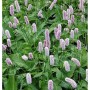 Blühender Knöterich Superba (Persicaria bistorta) im Gartenbeet.
