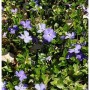 Foto von blühendem, kleinblättrigem Immergrün Anna (Vinca minor) mit lila Blüten und grünen Blättern.