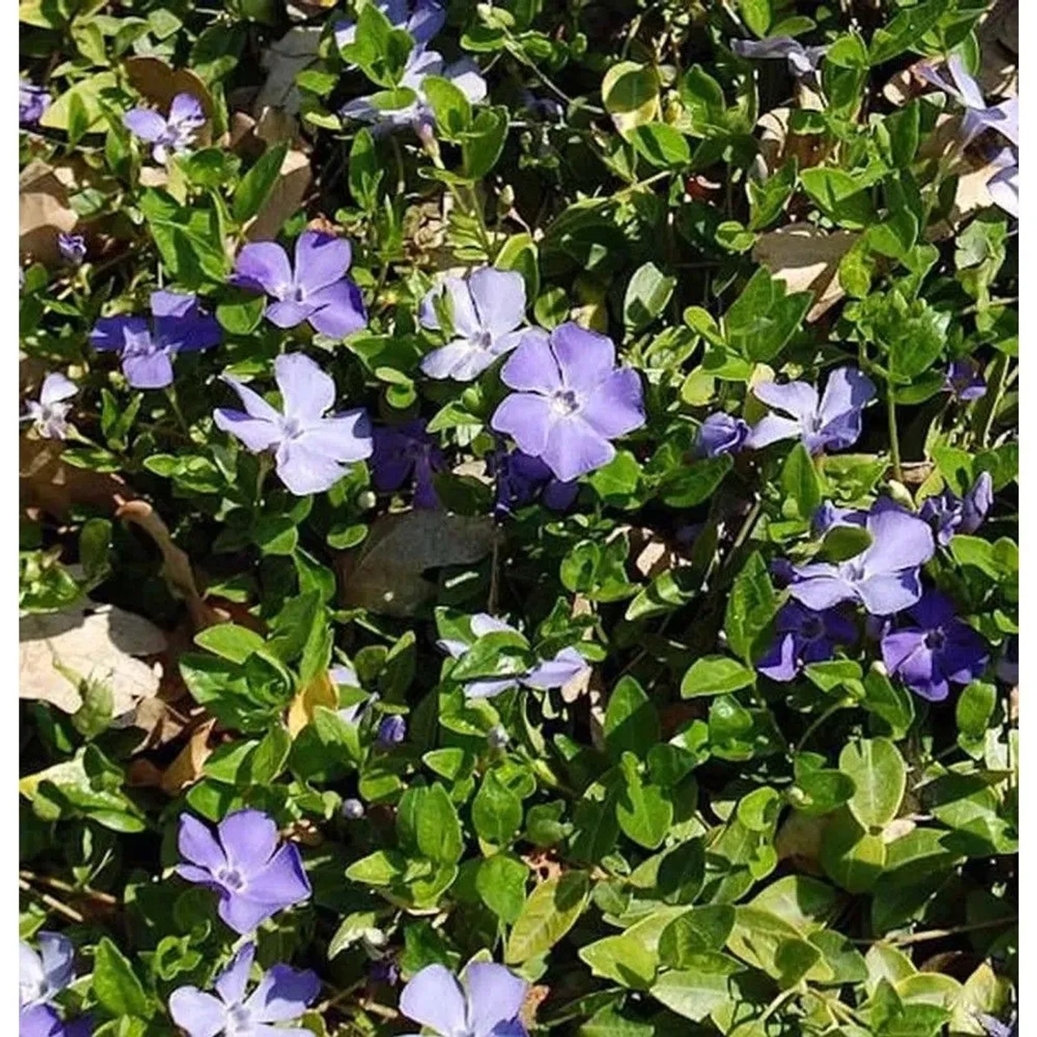 Foto von blühendem, kleinblättrigem Immergrün Anna (Vinca minor) mit lila Blüten und grünen Blättern.