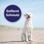 Heller Labrador sitzt am Strand. Canosept Ohrpflege Finger-Pads für Hunde.