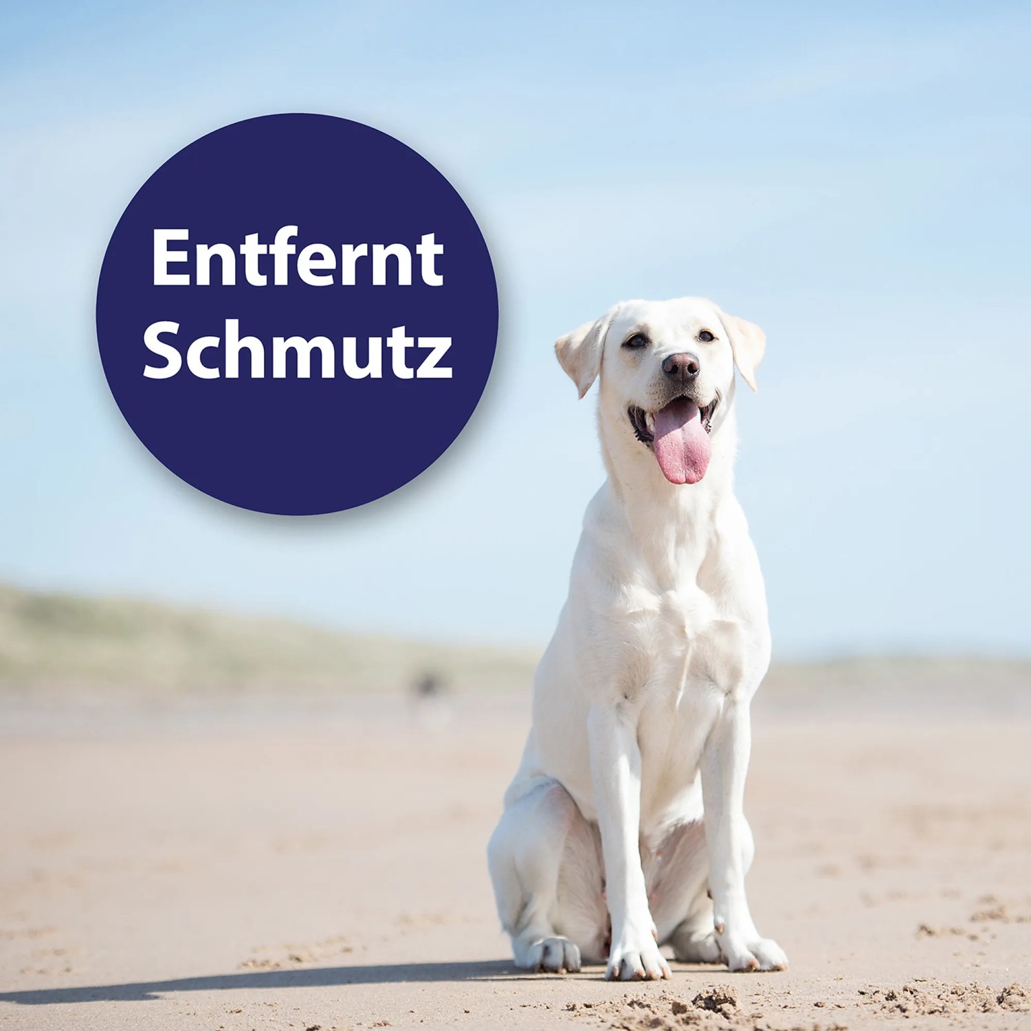 Heller Labrador sitzt am Strand. Canosept Ohrpflege Finger-Pads für Hunde.