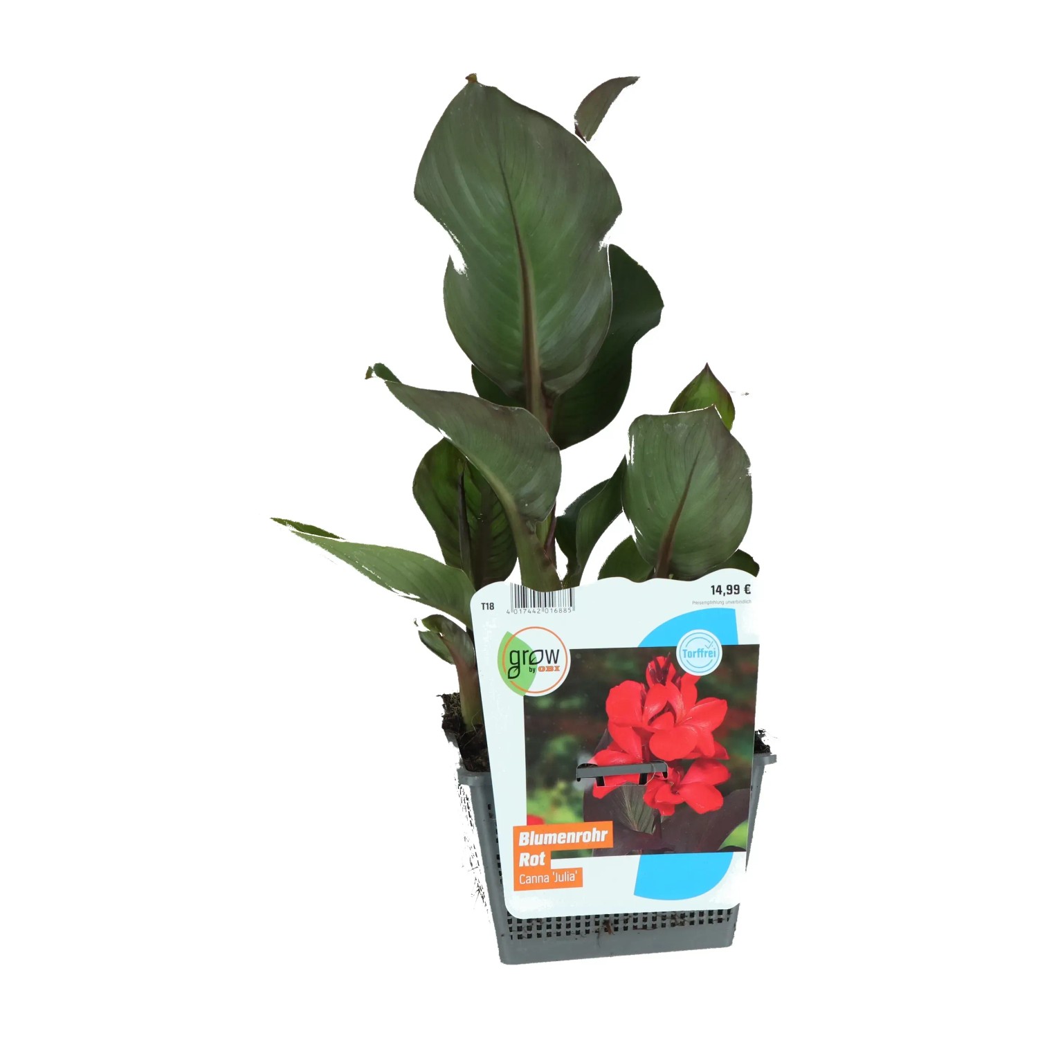 Indisches Blumenrohr Rot Topf-Ø ca. 18 cm Höhe 30 cm Canna
