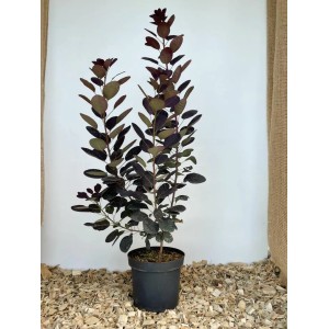 Baumfink Roter Perückenstrauch im Topf, ca. 60-100cm hoch, mit dunklen Blättern.