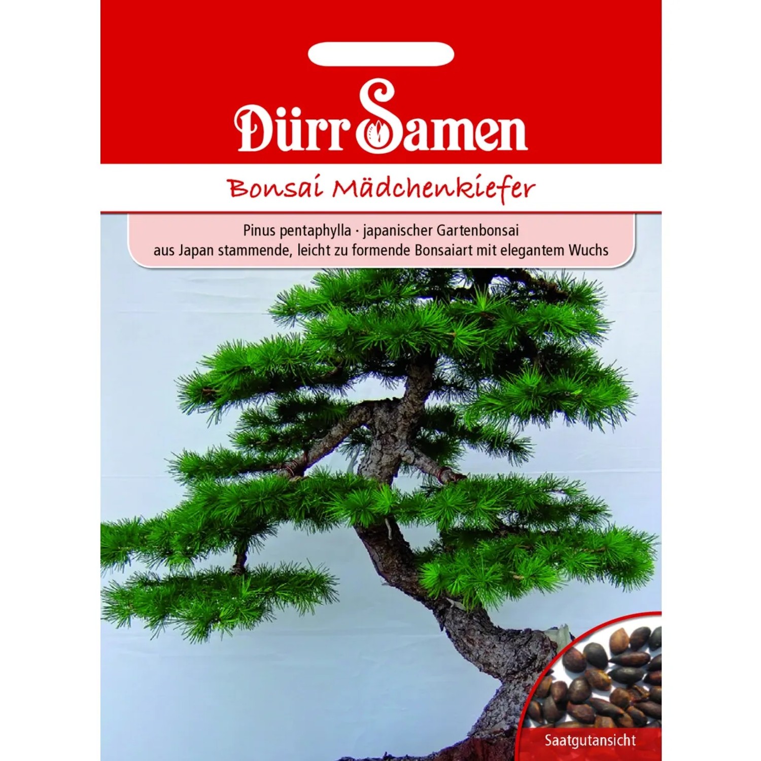 Dürr Samen Bonsai-Samen Mädchen-Kiefer Elegant Und Leicht Zu Formen Saatgut