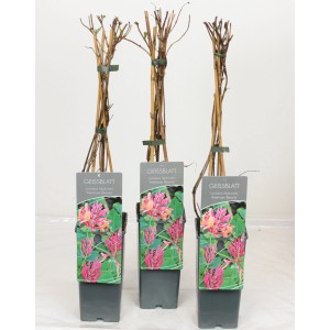 Geißblatt 'American Beauty' im Topf, rot-gelbe Blüten, ca. 40-60 cm hoch.