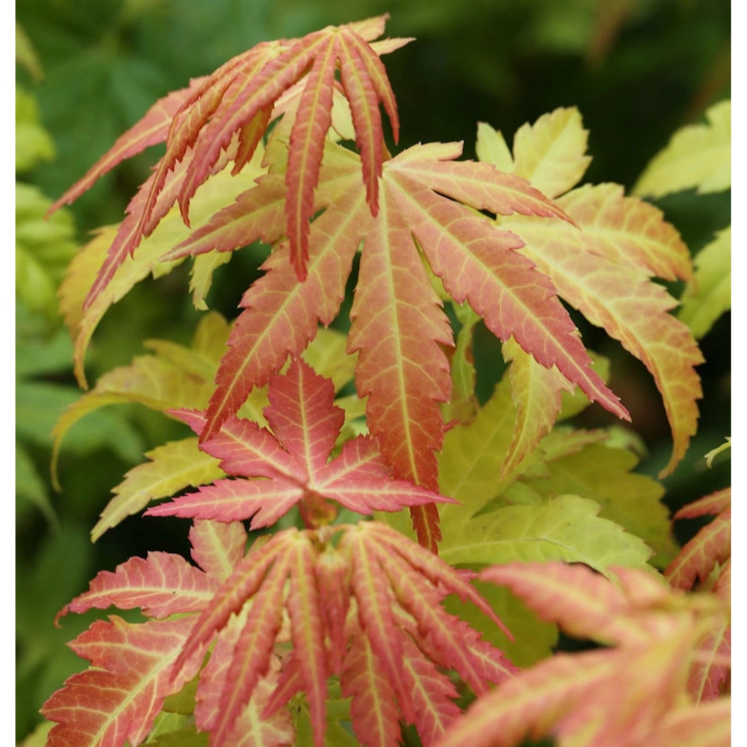 Fächerahorn Orange Dream 100-125cm - Acer palmatum günstig online kaufen