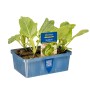 Kiepenkerl Weißkohl 6er Schale Brassica oleracea var. capitata f. alba
