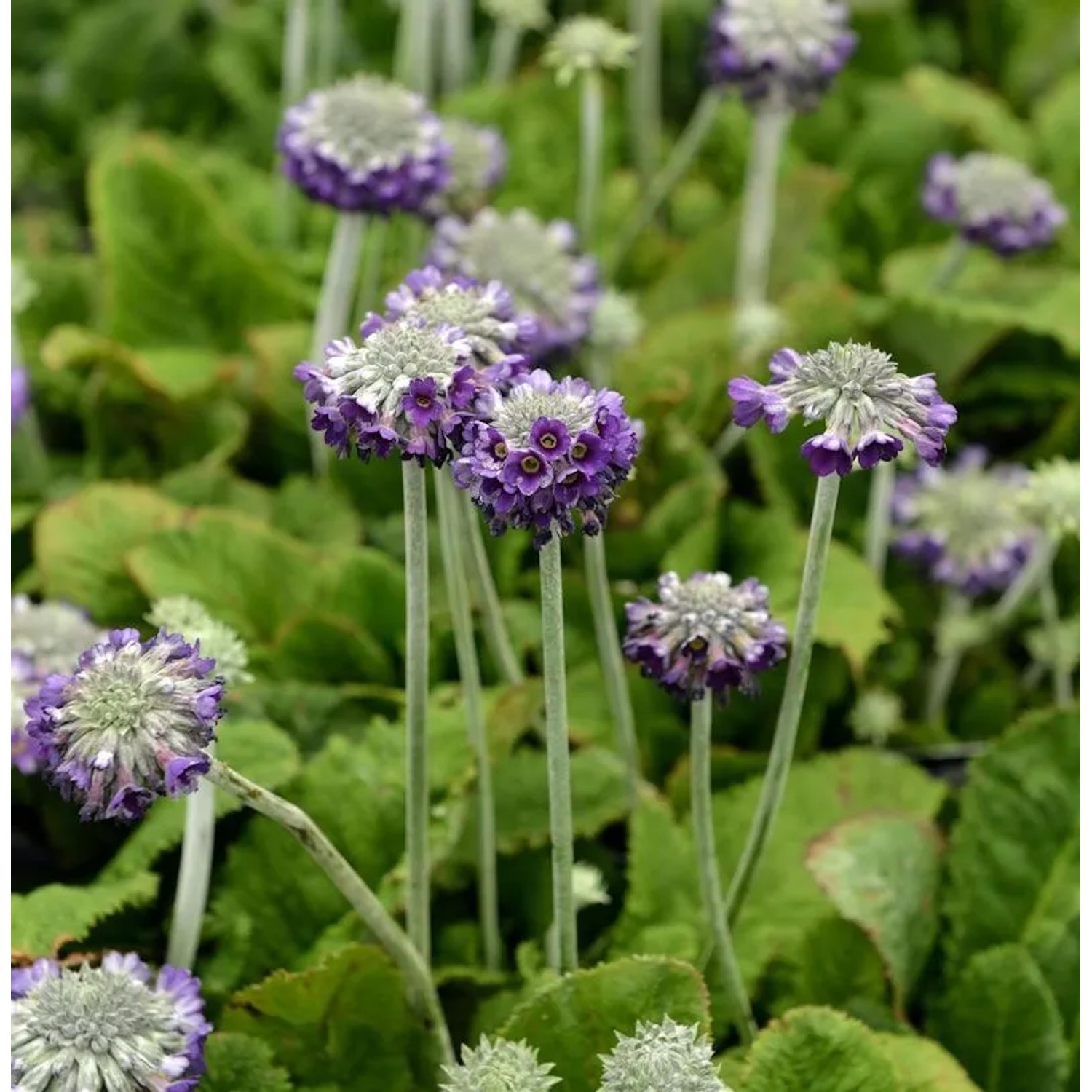 Kopf Primel - Primula capitata