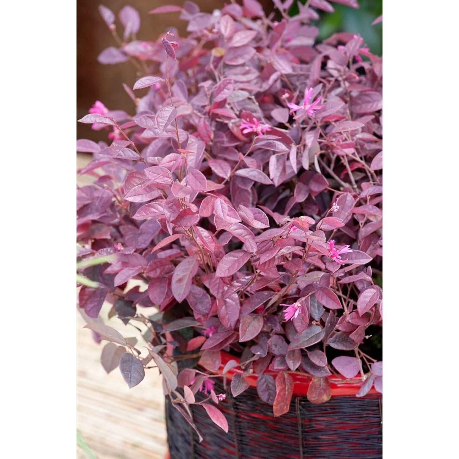 Loropetalum Chinense Fire Dance Riemenblume Rot Ca. 11x11 cm Topf günstig online kaufen