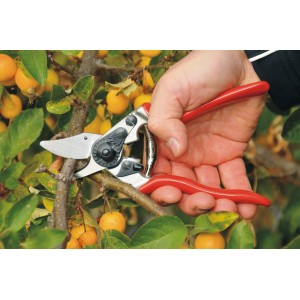 Felco 6 Gartenschere im Einsatz: Hand schneidet Ast mit der roten Baumschere im Garten.