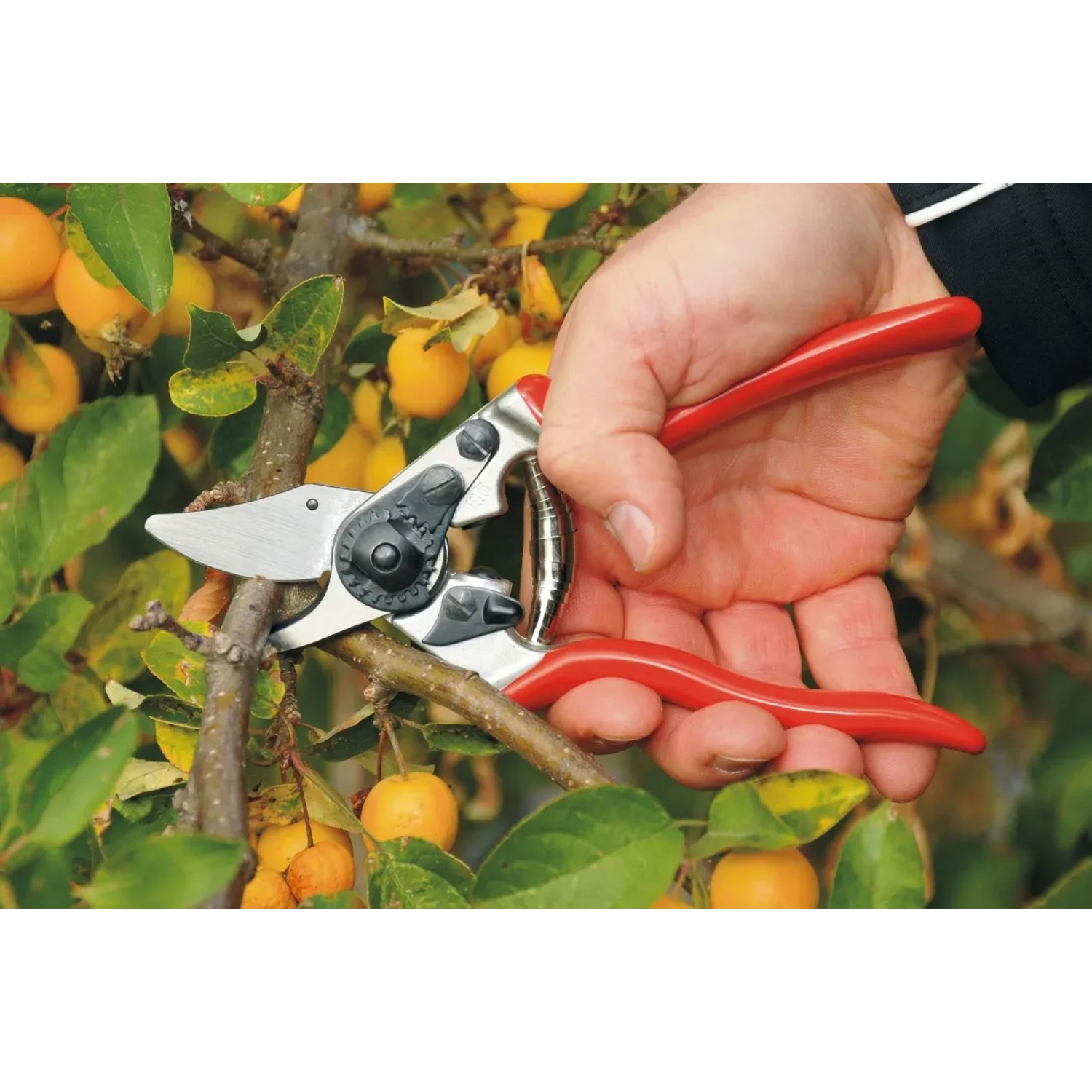 Felco 6 Gartenschere im Einsatz: Hand schneidet Ast mit der roten Baumschere im Garten.