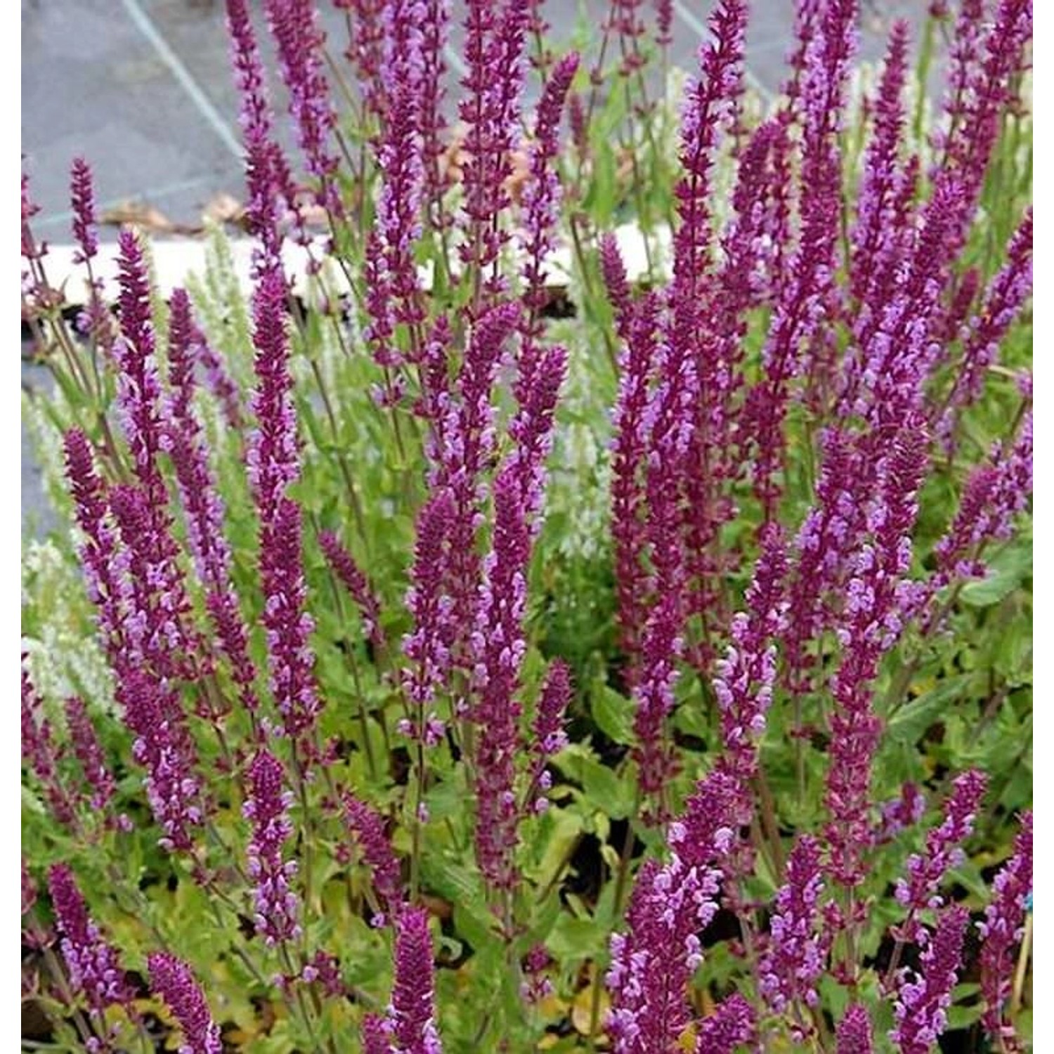 Ziersalbei Amethyst - Salvia nemorosa günstig online kaufen