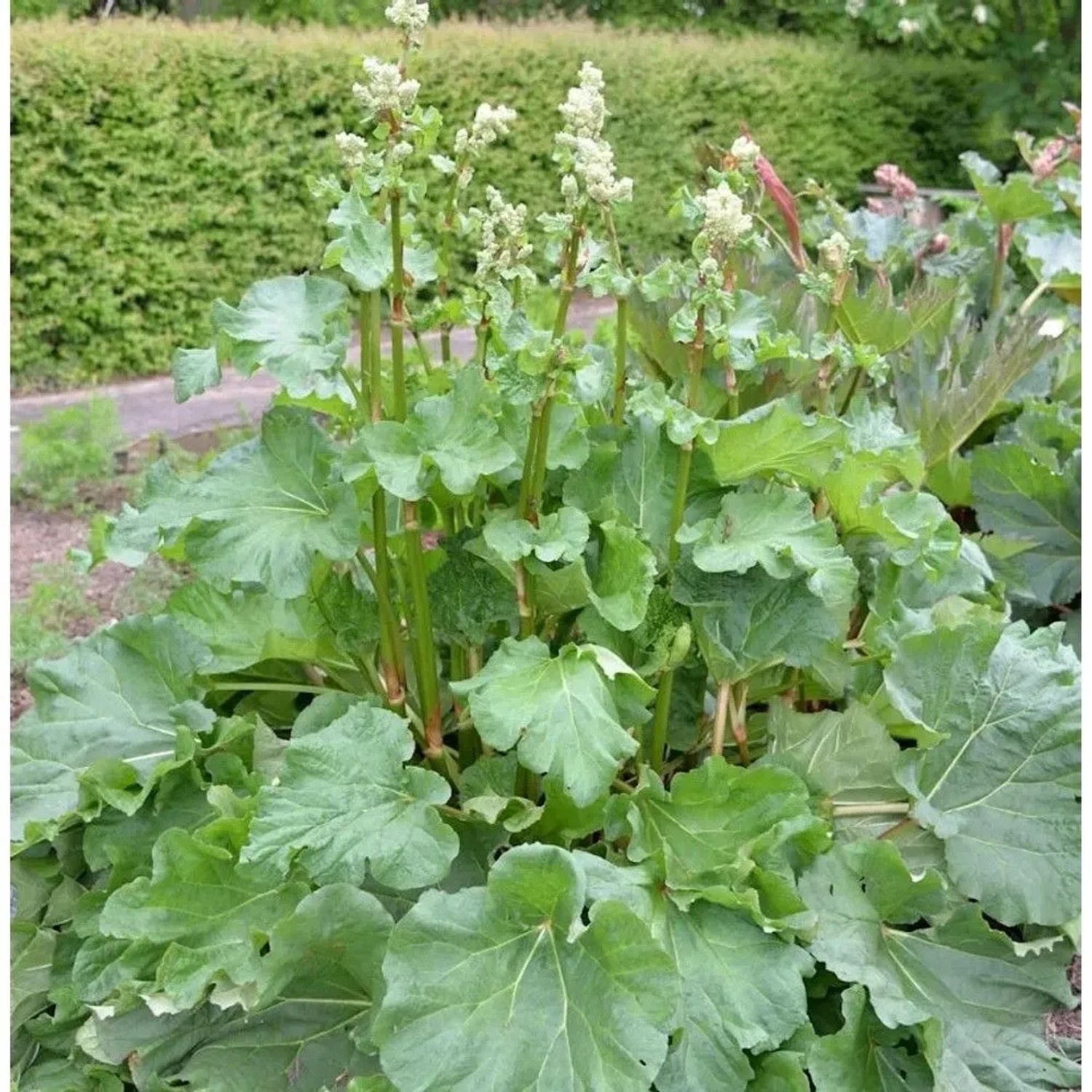 Chinesischer Zier Rhabarber - Rheum palmatum