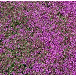 Zitronenquendel Creeping Red - Thymus praecox