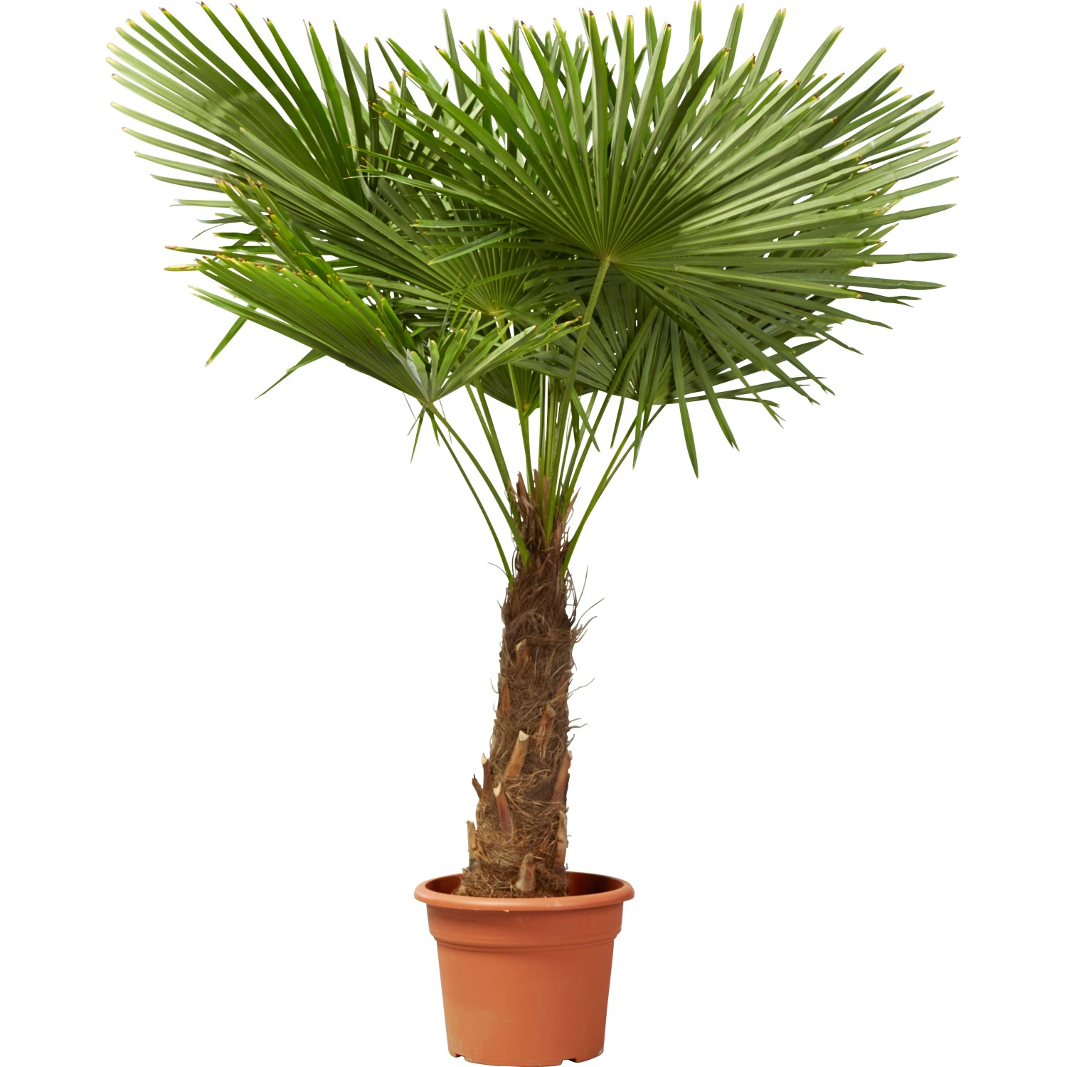 GROW by OBI Hanfpalme Trachycarpus fortunei 150 cm 45 l kaufen bei OBI