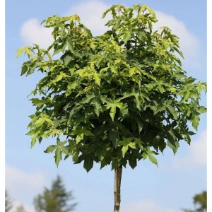 Hochstamm Kugel Amberbaum Gumball 40-60cm - Liquidambar styraciflua