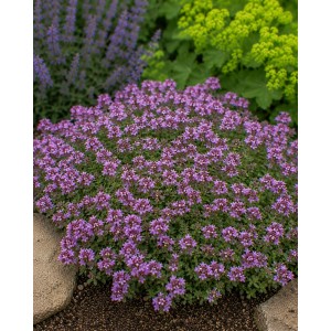 Blühendes Themenset Thymian-Spezial im Topf, lila Blüten, dichte Bepflanzung.