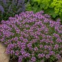 Blühendes Themenset Thymian-Spezial im Topf, lila Blüten, dichte Bepflanzung.