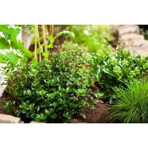 Buschiger Rhododendron Obtusum 'Gislinde' (Azalee) mit grünen Blättern im Garten.