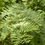 Detailaufnahme des grünen Königsfarns (Osmunda Regalis), einer winterharten Staude für schattige Gartenbereiche.