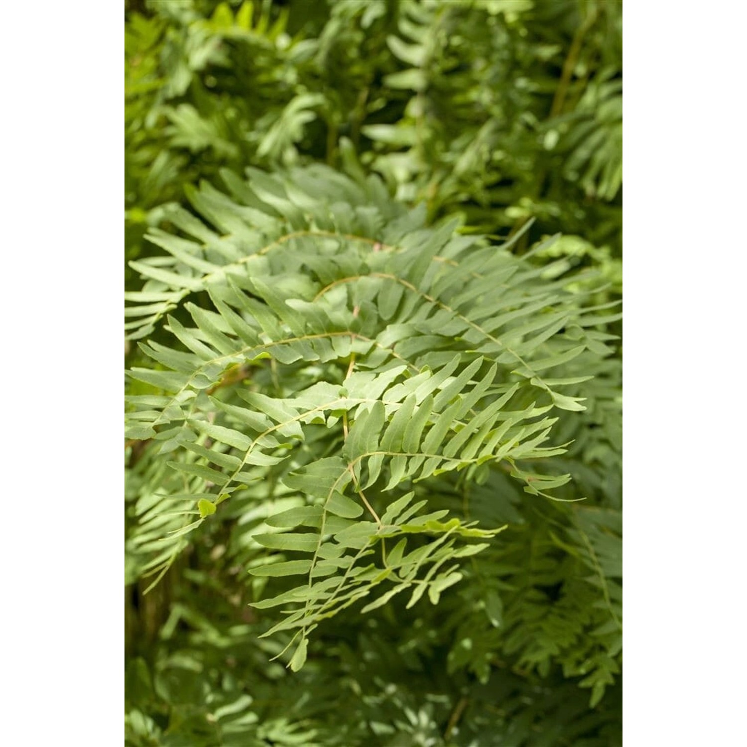 Osmunda Regalis Königsfarn 30-40 cm günstig online kaufen