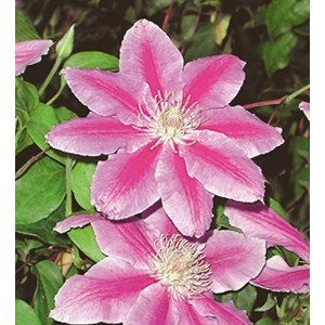 Rosa-gestreifte Waldrebe Dr Ruppel (Clematis) mit grünen Blättern.