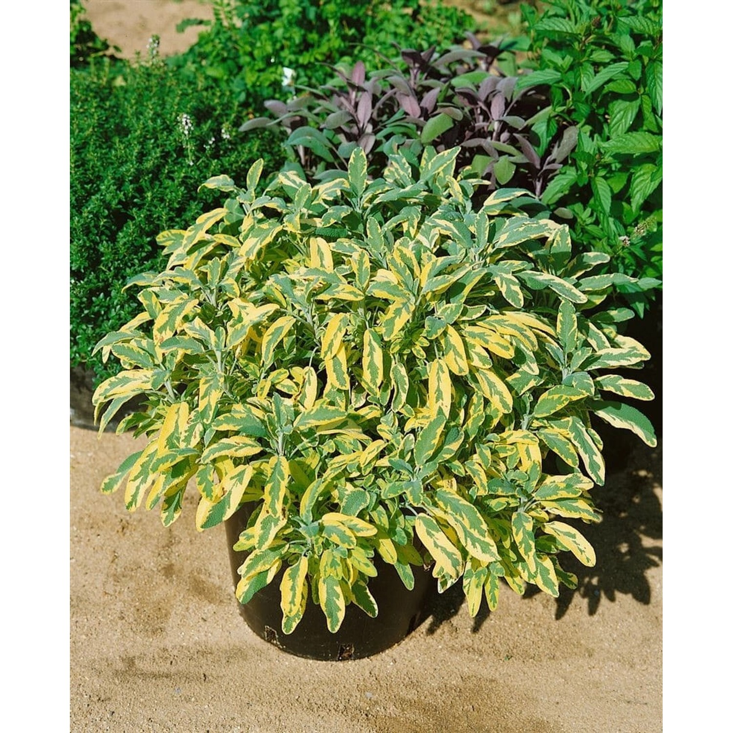 Salvia Officinalis Aurea Echter Salbei Ca. 9x9 cm Topf günstig online kaufen
