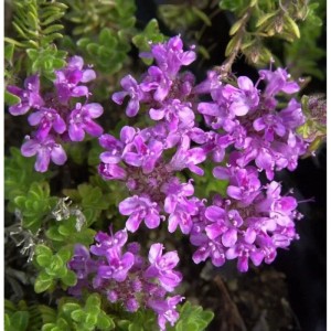 Nahaufnahme des Teppich-Thymians 'Pink Chintz' mit pinkfarbenen Blüten und grünen Blättern.