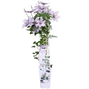Waldrebe 'Samantha Jo Up' im Topf mit lila-weißen Blüten, ca. 65 cm hoch.
