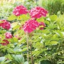 Pflanze mit pinken Blüten, gestützt durch Pflanzenbinder aus dem 71-teiligen Pflanzen-Bindeset.