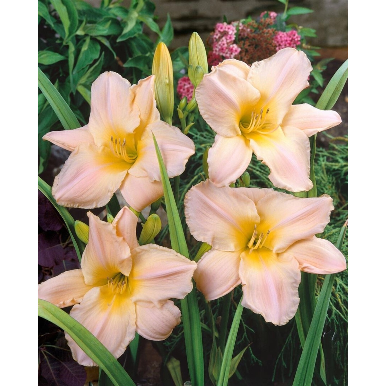 Hemerocallis X Cult. Gentle Shepherd Taglilie Ca. 11x11 cm Topf günstig online kaufen