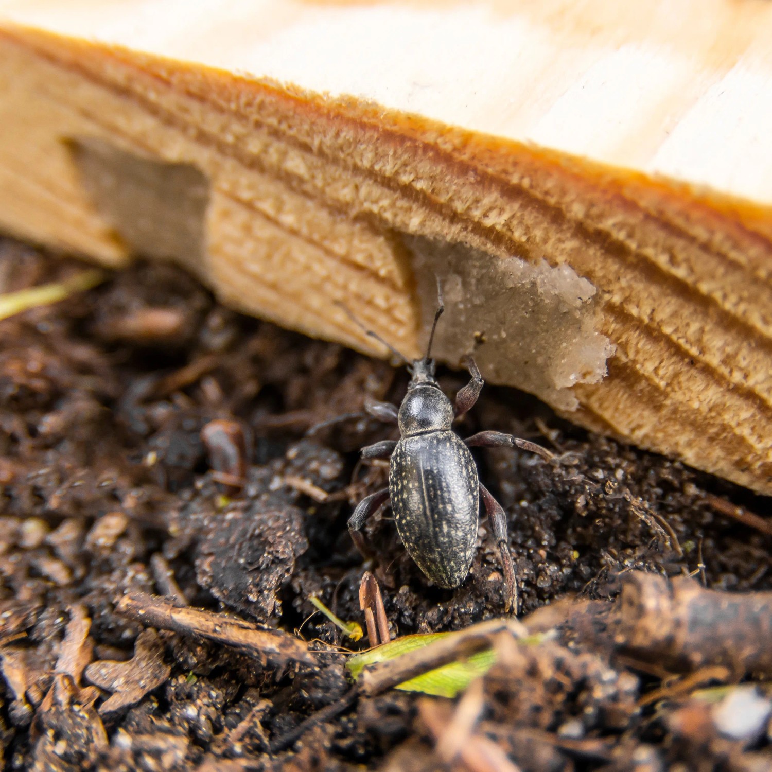 Dickmaulrüssler an e-nema Käfer-Stopp Falle im Garten.