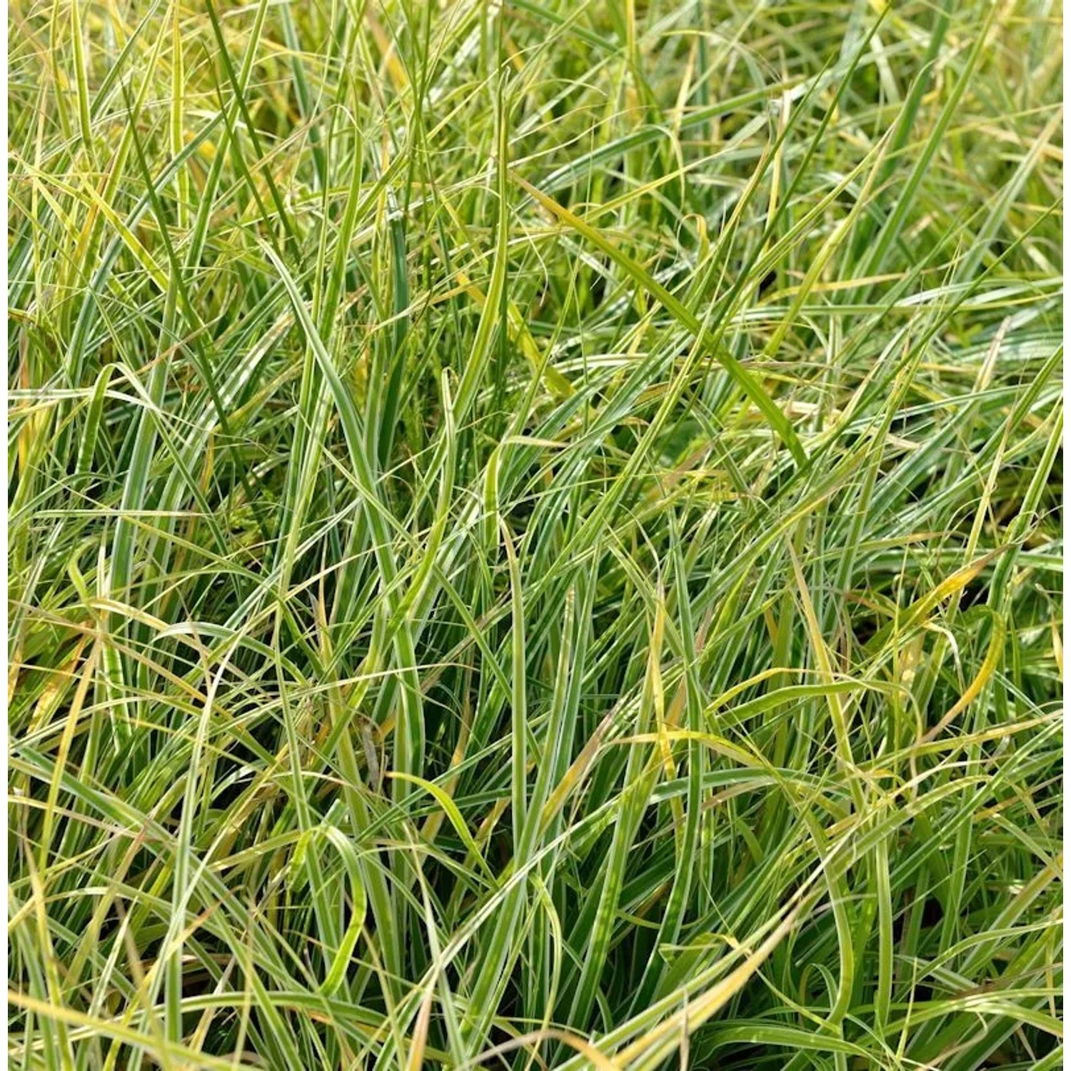 Oshima Segge Everest fiwhite - Carex oshimensis