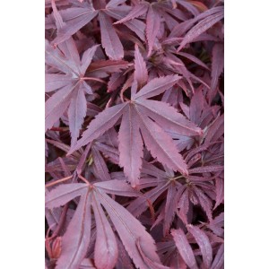 Detailaufnahme: Acer Palmatum Shaina, Japanischer Ahorn mit tiefroten Blättern.