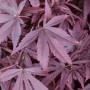 Detailaufnahme: Acer Palmatum Shaina, Japanischer Ahorn mit tiefroten Blättern.