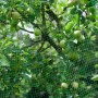 Grünes Windhager Vogelschutznetz Ortonet schützt einen Baum mit Früchten vor Vogelfraß.
