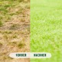 Vorher-Nachher-Vergleich: Trockener Rasen wird durch Compo BIO Rasendünger sattgrün.