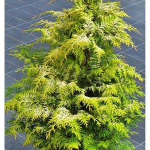 Zypresse 'Sunny Kiss', 125-150 cm, Chamaecyparis lawsoniana, immergrüner Strauch mit gelbgrünen Blättern.